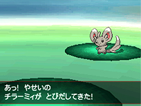 BW Prerelease Minccino battle2.png