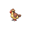 Pidgey