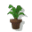 S2 Tropicplant.png