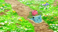 Aether Paradise Ivysaur.png