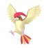 Pidgeotto