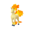 Rapidash