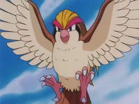 Falkner's Pidgeot