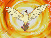 Solidad's Pidgeot