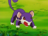 Casey's Rattata