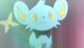 Shinx's rear error