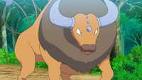 Hayden's Tauros