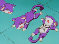 A.J.'s Rattata (×3)