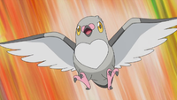 Ash Pidove.png