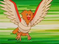 Spearow or Tentacool