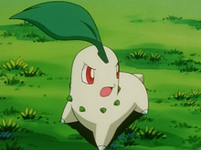 Ash Chikorita.png