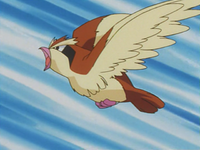 Professor Oak's Pidgey