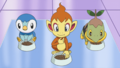 The Sinnoh starter Pokémon in the anime