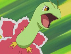 Casey Meganium.png