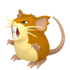 Raticate