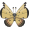 0666Vivillon-Sandstorm.png