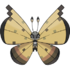 Vivillon