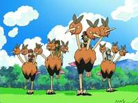 Kellyn's Dodrio