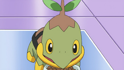 Rowan Turtwig.png