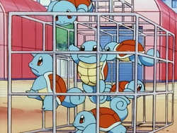 Team Squirtle.png