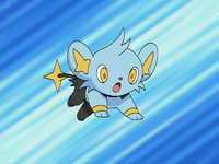 Angie's Shinx