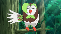 Hau's Dartrix