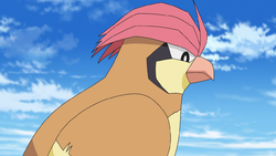 Vermilion Forest Pidgeotto.png