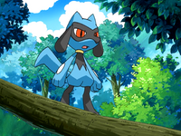 Kellyn's Riolu