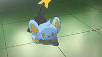 Cheren's Shinx