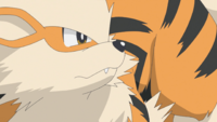 Diana's Arcanine