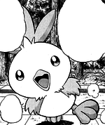 May Torchic AP.png