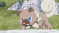 Murdock's Rockruff