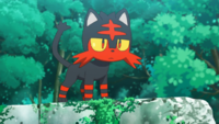 Ash's Litten