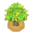 AguavTreeBerryVI XY.png