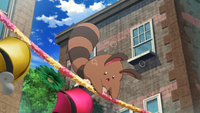 Ash's Sentret