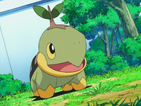 Gardenia's Turtwig