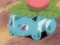 Jeremy's Ivysaur