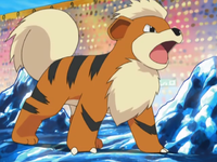 Morrison's Growlithe