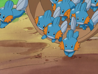 Old Man Swamp's Mudkip (multiple)