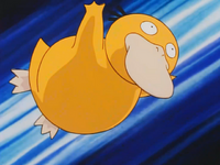 Misty's Psyduck