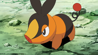 Ash Tepig.png