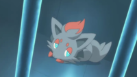 Kodai's Zorua (projection)