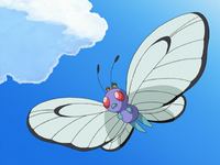 Zander's Butterfree