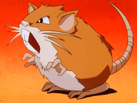 Ash's Raticate