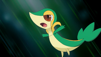 Ash's Snivy