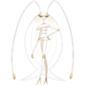 0795Pheromosa.png