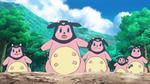 A baby Miltank in a Miltank herd.