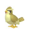 Pidgey