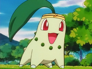 Casey Chikorita.png