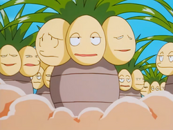 Melvin multiple Exeggutor.png